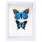 6x8 White Shadow Box Frame Display Case for Photos,Flowers,Wedding Bouquets,Awards,Insects and Memorabilia